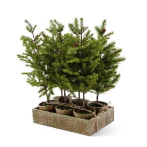 Great-Finds-Parker-Products-K&K Interiors-6-assorted-potted-extra-tall-pine-w-wood-tray