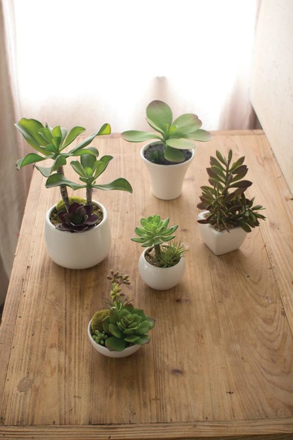 Great-Finds-Parker-Products-Kalalou-set-of-5-artificial-succulents-with-white-ceramic-pots